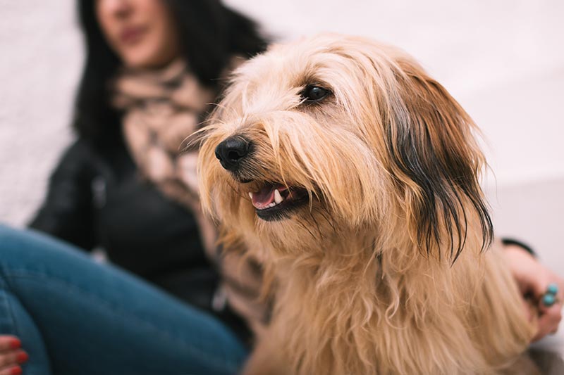 perra aprende lengua de signos perra aprende lengua de signos